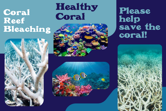 Coral Reef Bleeching